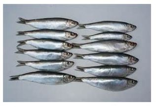 /Images/Products/daf/daf-fish--sprats1kg.jpg